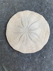 Echinarachnius parma