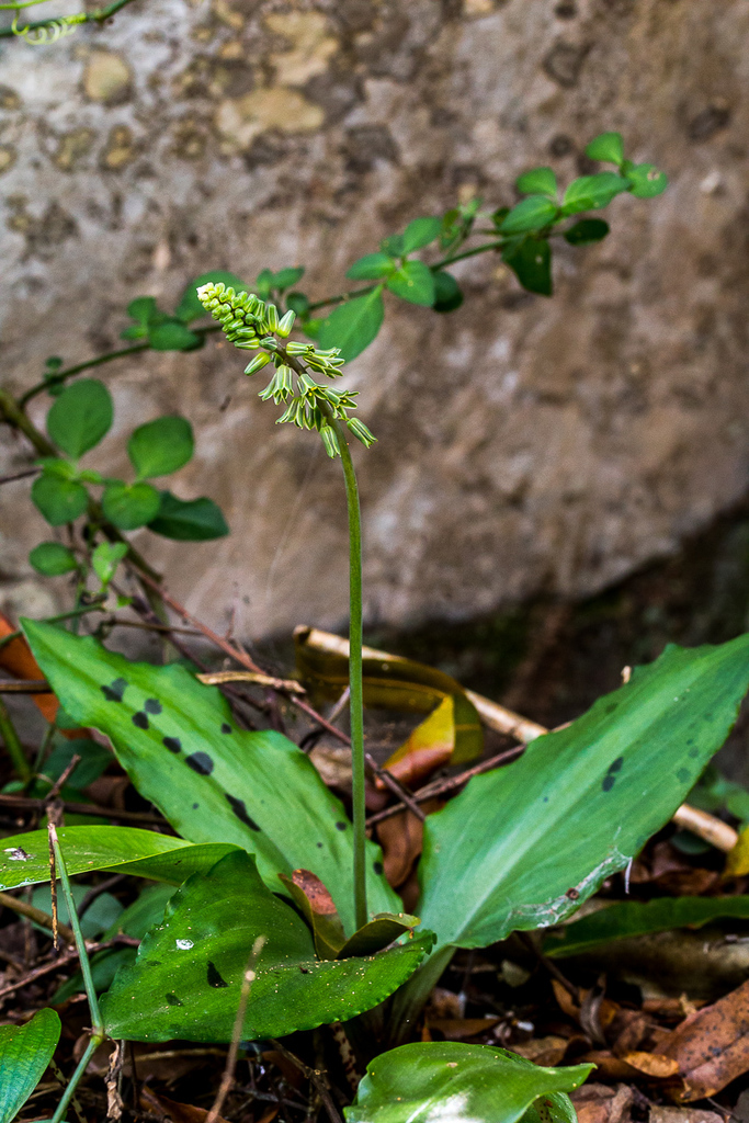 broad-leaved African hyacinth