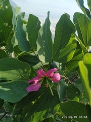 Bauhinia macranthera