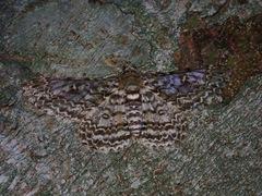 Ophthalmitis