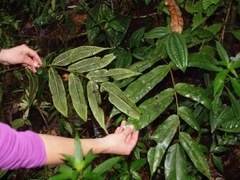 Meniscium macrophyllum