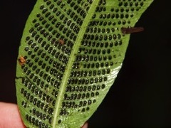 Meniscium macrophyllum