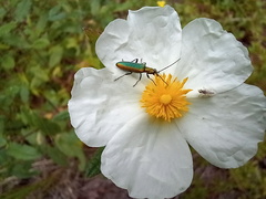 Chrysanthia reitteri