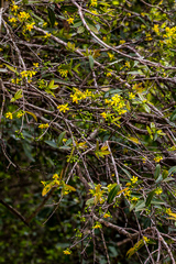 Ochna arborea