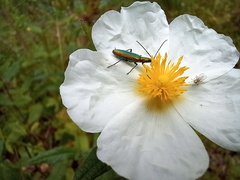 Chrysanthia reitteri