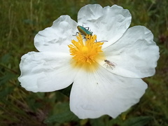 Chrysanthia reitteri