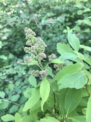 Spiraea × pyramidata