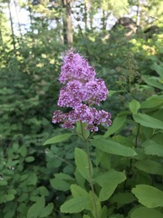 Spiraea × pyramidata