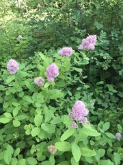 Spiraea × pyramidata