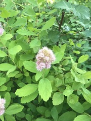 Spiraea × pyramidata
