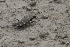 Cicindela gemmata