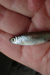 Leucaspius delineatus