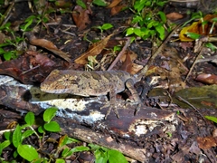 Anolis petersii