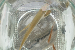 Leucaspius delineatus