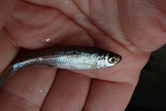 Leucaspius delineatus