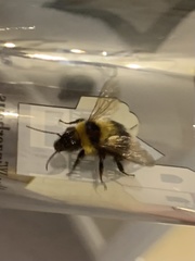 Bombus ruderatus