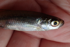 Leucaspius delineatus