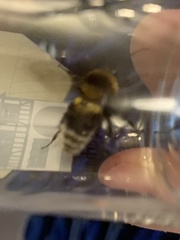 Bombus ruderatus