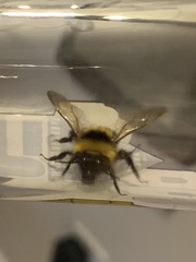 Bombus ruderatus