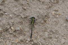 Trigomphus nigripes