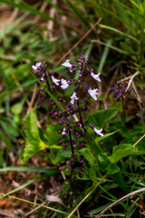 Orthosiphon suffrutescens