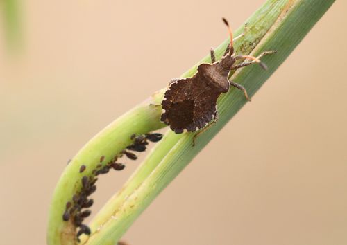 Enoplops scapha (001 Oligolektische Arthropoden und Parasiten an