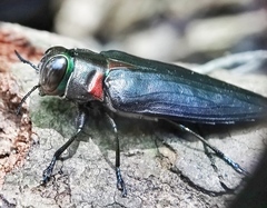 Belionota prasina