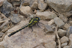 Trigomphus nigripes
