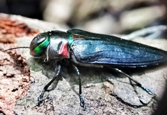 Belionota prasina