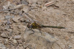 Cordulia aenea amurensis