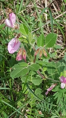 Ononis rotundifolia