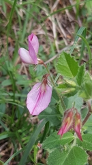 Ononis rotundifolia