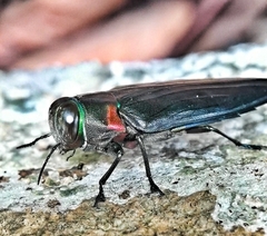 Belionota prasina