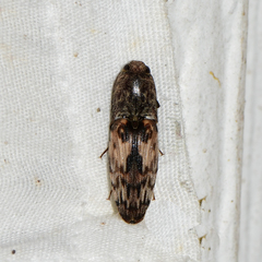 Pherhimius fascicularis