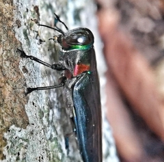 Belionota prasina