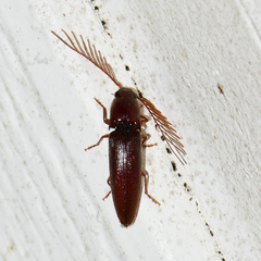 Dicrepidius palmatus
