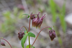 Aquilegia oxysepala