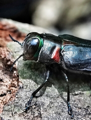 Belionota prasina