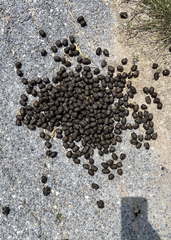 Boselaphus tragocamelus