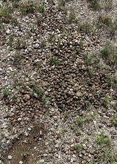 Boselaphus tragocamelus