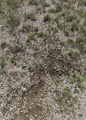 Boselaphus tragocamelus