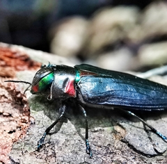 Belionota prasina