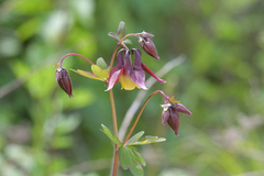 Aquilegia oxysepala