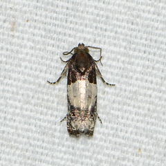 Epiblema benignata