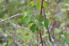 Aquilegia oxysepala
