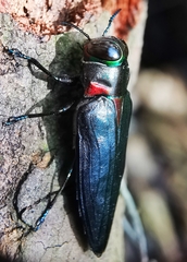 Belionota prasina