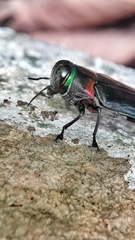 Belionota prasina