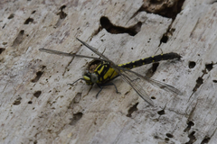 Trigomphus nigripes