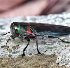 Belionota prasina