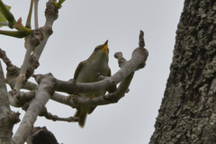 Phylloscopus coronatus